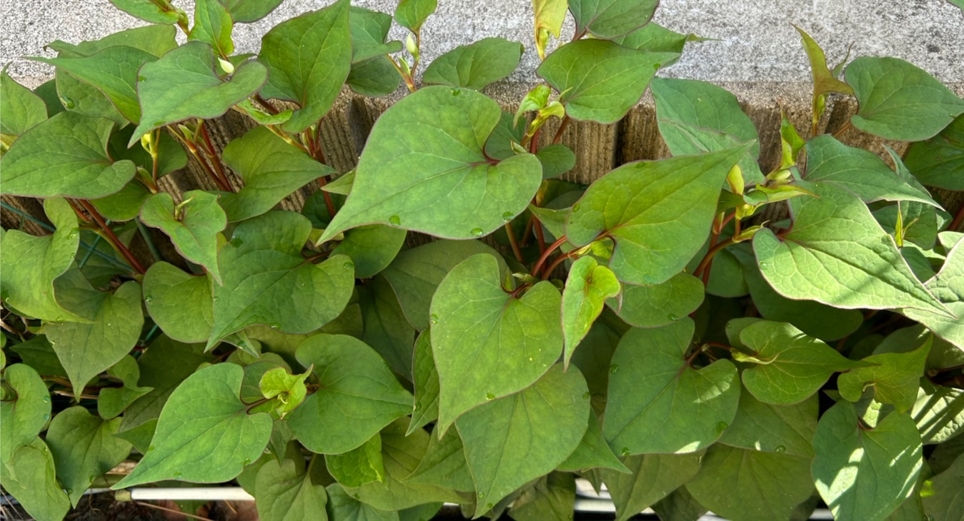庭を独占するどくだみをおいしいお茶に変身